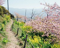 桜道